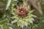 Nodding plumeless thistle